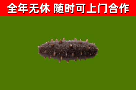 玉溪烟酒回收干海参.jpg